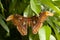 beautiful colorful big butterfly with brown wing