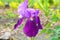 Beautiful colorful big purple cockerel flowers growing in a clearing along the road.