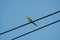 A beautiful colorful bird called blue-tailed bee eater sitting and looking or perching from an electric cable wire with blue sky b