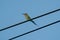 A beautiful colorful bird called blue-tailed bee eater sitting and looking or perching from an electric cable wire with blue sky b