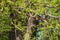 Beautiful colorful bird Kingfisher sitting on a tree branch. Its feather color is blue and orange. Wild photo