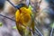 Beautiful colorful bird sitting on a branch