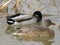 Beautiful Colorful birds great swimmers and fishers on the river