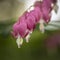 Beautiful colorful bleeding heart flower, lamprocapnos spectabilis, in Spring