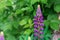 Beautiful colorful blooming lupine flower on a blure green background