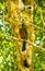 Beautiful colorful blue cenote bird Mot Mot MotMot in Mexico