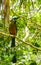 Beautiful colorful blue cenote bird Mot Mot MotMot in Mexico