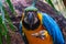 Beautiful and Colorful Blue Parrot holding peanut