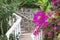 Beautiful and colorful bougainvillea flowers. Branch magenta bougainvillea flowers on background of stone white staircase with