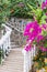 Beautiful and colorful bougainvillea flowers. Branch magenta bougainvillea flowers on background of stone white staircase with