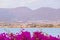 Beautiful and colorful bougainvillea flowers. Branch magenta bougainvillea flowers on blur background of blue sea, mountains and