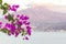Beautiful and colorful bougainvillea flowers. Branch magenta bougainvillea flowers on blur background of blue sea, mountains and