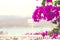 Beautiful and colorful bougainvillea flowers. Branch magenta bougainvillea flowers on blur background of blue sea, mountains and