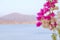 Beautiful and colorful bougainvillea flowers. Branch magenta and white bougainvillea flowers on blur background of blue sea,