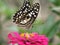 Beautiful colorful butterfly backgrounds.