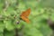 Beautiful colorful butterfly Silver-washed Fritillary on blooming thistle in meadow.Summer day blurred background