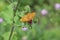 Beautiful colorful butterfly Silver-washed Fritillary on blooming thistle in meadow.Summer day, blurred background