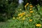 Beautiful and colorful calendula flowers with a blurred green background, in the nature