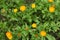 Beautiful colorful calendula flowers growing in garden, top view