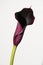 The beautiful colorful calla flower close up