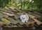 Beautiful colorful cat with two different eyes on a rooftop, rural scene, one blue and one green eye. Cat sitting on roof tiles