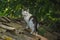 Beautiful colorful cat with two different eyes on a rooftop, rural scene, one blue and one green eye. Cat sitting on roof tiles