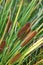 Beautiful and colorful cattail reed close up in summer time