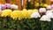 Beautiful colorful chrysanthemums in a closed Japanese garden. Close-up.