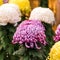 Beautiful colorful chrysanthemums in a closed Japanese garden. Close-up.
