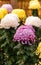 Beautiful colorful chrysanthemums in a closed Japanese garden. Close-up. Vertical.