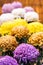 Beautiful colorful chrysanthemums in a closed Japanese garden. Close-up. Vertical.