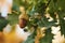 Beautiful colorful closeup of an acorn growing on oak tree with orange october leaves in the background