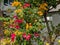 A Beautiful and Colorful Cluster of Bougenvilea Glabra Flowers