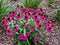 Beautiful colorful cone flowers in garden in Michigan