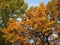 Beautiful colorful crown of trees in the Park