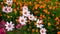 Beautiful and colorful daisy or Cosmos bipinnata Cav