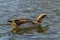 A beautiful and colorful Egyptian Goose Alopochen aegyptiaca swimming peacefully on a lake in Hyde park, London