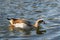 A beautiful and colorful Egyptian Goose Alopochen aegyptiaca swimming peacefully on a lake in Hyde park, London