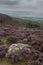 Beautiful colorful English Peak District landscape from Curbar Edge of colorful heather during late Summer sunset