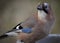 Beautiful and colorful Eurasian Jay