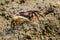 Beautiful colorful Fiddler crab