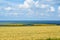 Beautiful colorful fields of oats and sunflowers against.