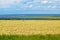 Beautiful colorful fields of oats and sunflowers against.