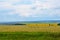 Beautiful colorful fields of oats and sunflowers against.