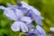 Beautiful colorful flower cape leadwort, Plumbago auriculata, Plumbaginaceae, Blue flowers in the garden .selective focus