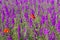 Beautiful colorful flower field, purple flowers and two bright red poppies