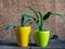 Beautiful colorful flower pots and green houseplants