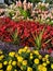 Beautiful colorful flowers in garden in Michigan