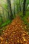 Beautiful colorful forest scene with path in the Croatian Plitvice