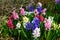 Beautiful, colorful, fragrant, spring flowers Hyacinth